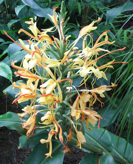 hedychium gardnerianum, kahili ginger