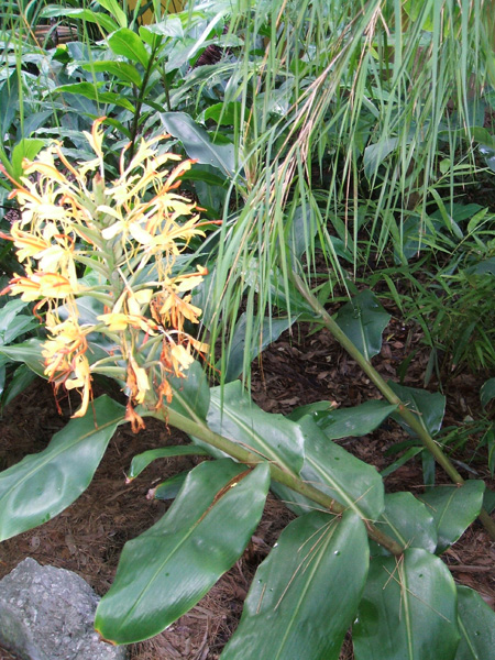 hedychium gardnerianum, kahili ginger