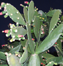 Opuntia cochineal cactus