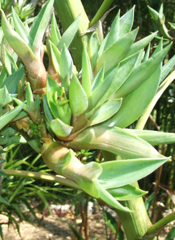 Agave vilmoriniana, octopus agave