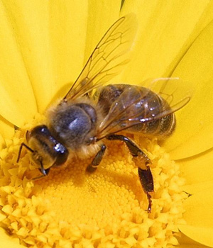 bee on flower