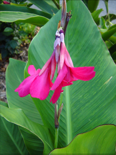 canna ehemanni