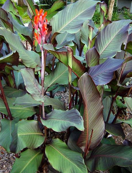 canna red stripe