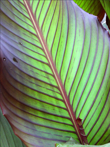 canna red stripe leaves