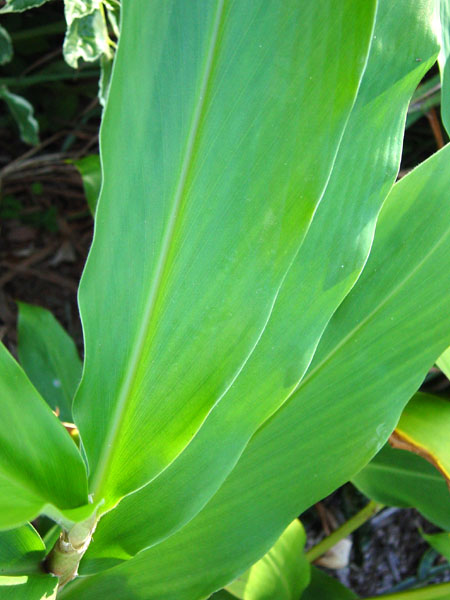 hedychium flavescens, yellow ginger, cream ginger