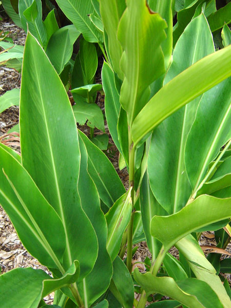 alpinia zerumbet, shell ginger