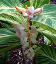 Alpinia zerumbet "variegata" Shell Ginger