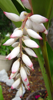 alpinia zerumbet, shell ginger