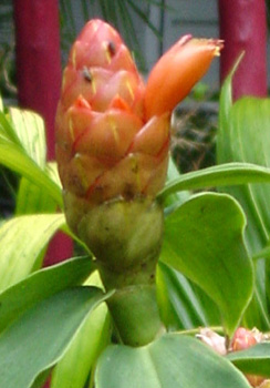costus woodsonii, spiral ginger