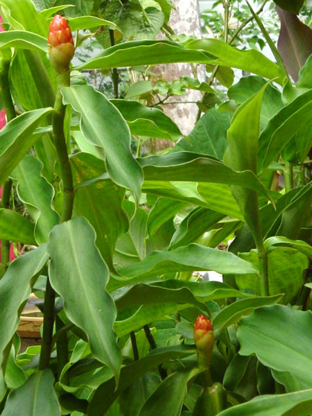 ginger-costus woodsonii, spiral ginger