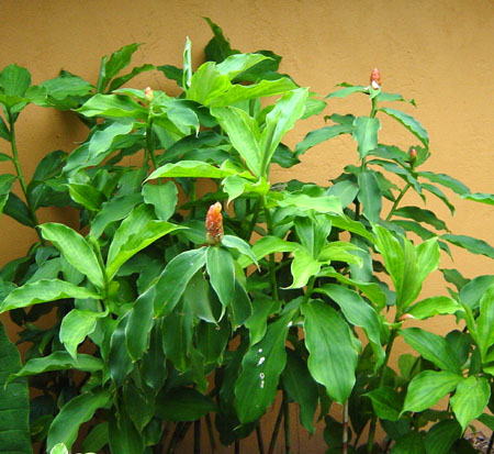 costus woodsonii spiral ginger