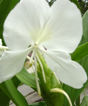 hedychium coronarium, white butterfly ginger