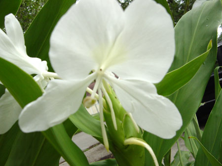 hedychium coronarium, white butterfly ginger