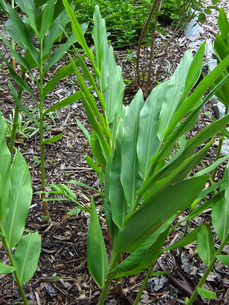 hedychium coronarium, white butterfly ginger