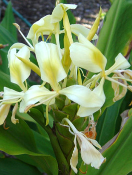 hedychium flavescens, yellow ginger, cream ginger