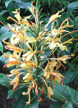 hedychium gardnerianum kahili ginger